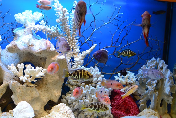 рыбки в аквариуме 100 литров