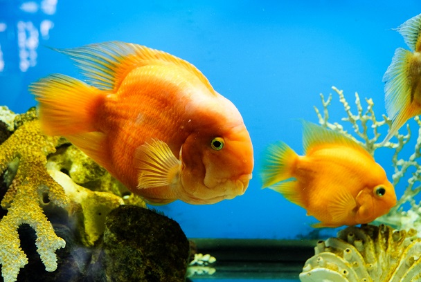 рыбки в аквариуме 100 литров