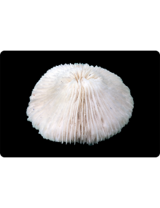 Коралл "Грибовидный", "Mushroom"